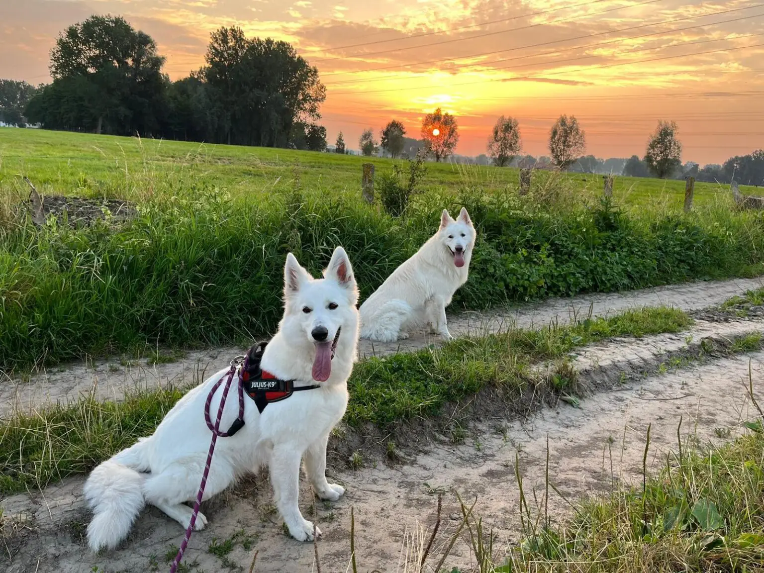 2 berger blanc suisse en balade sous un couché de soleil