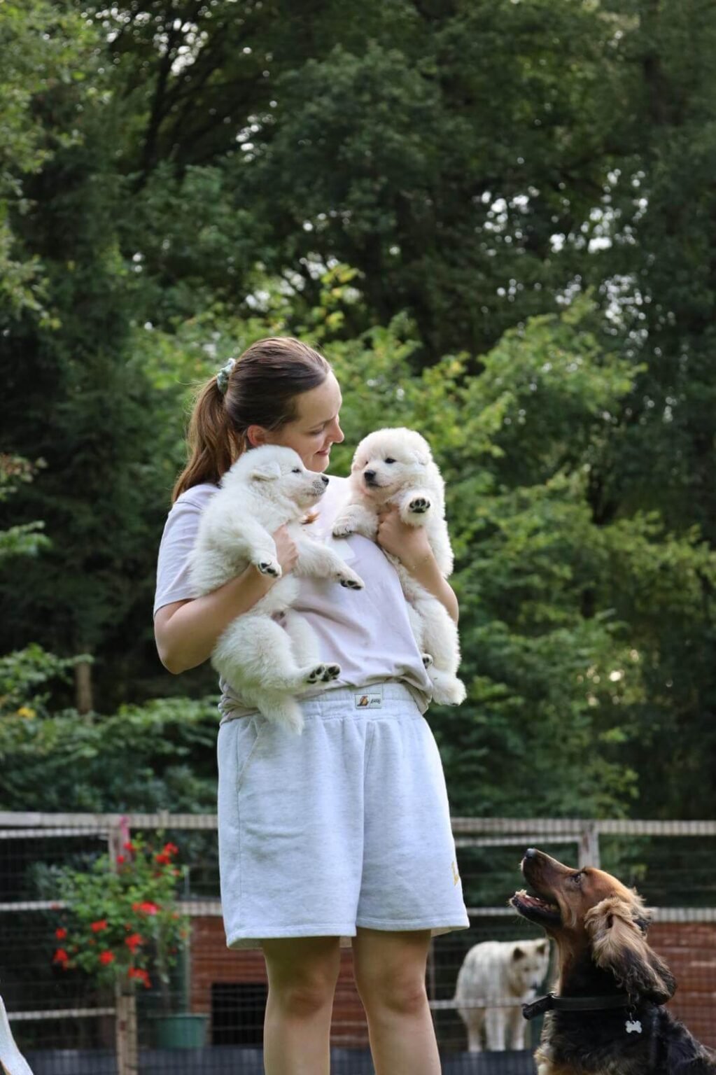Une jeune femme tient 2 chiots berger blanc suisse dans les bras